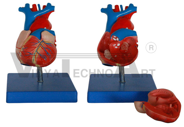 Life Size Heart Model Pharmaceutical and Anatomical Model Gifts